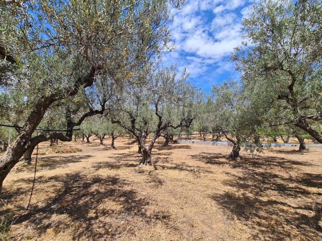 Gasthaus Το Κτήμα Της Ελιάς Του Τάκη Paralia Demonias Exterior foto